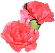PNG foto-photoshop - pink-flowers-01.png