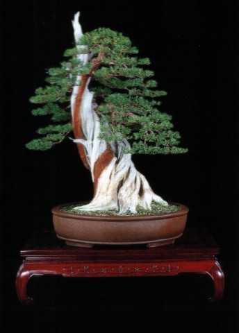 bonsaii drzewka - 36.jpg