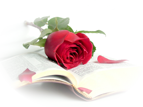 róze i książki - kwiaty_róże 168.png