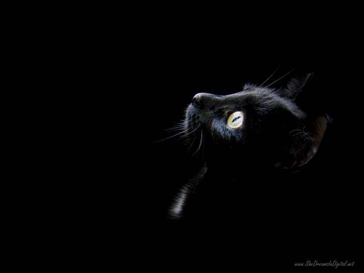 Kotki - black_cat_head.jpg