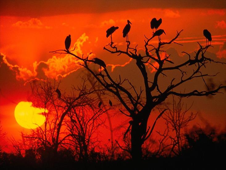 Tapety - Botswana Sunset, Africa.jpg