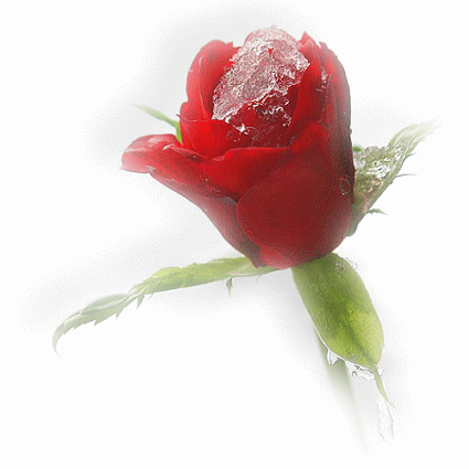 ANIMACJE KWIATOWE - Róża z lodem.gif