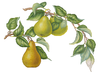 Owoce - fruit34.gif