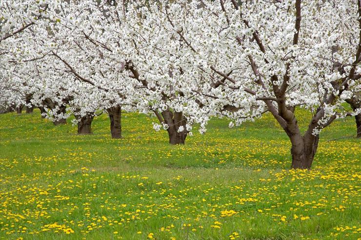 Tapety - Blossoming Fruit Trees, Mosier, Oregon.jpg