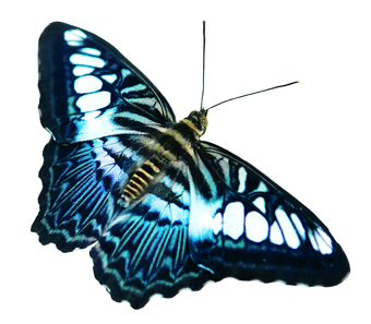 TATUAŻE-WZORY - Blue_butterfly.jpg