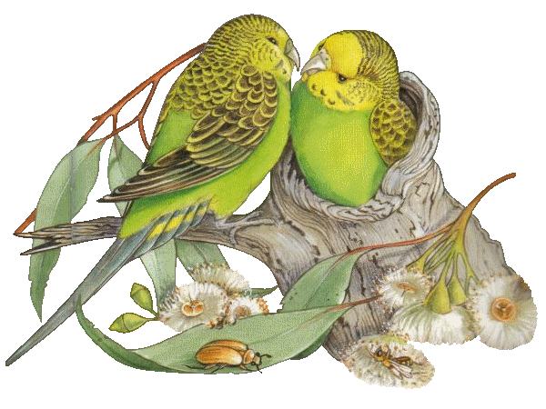 gify papugi - ptaci32.gif