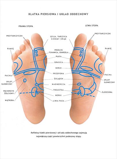 refleksologia1 - refleksy klatki piersiowej.jpg
