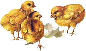 kurczaczki i kaczorki - kurczaki4.gif