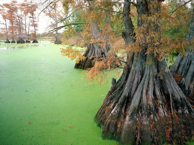 cuda natury foto 1 - Reelfoot Lake, near Tiptonville, Tennessee.jpg