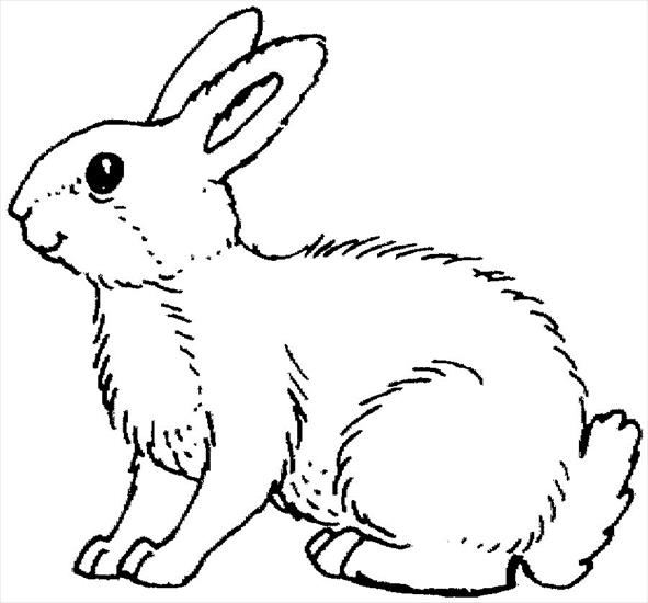 królik zając - królik zając - kolorowanka 182.jpg