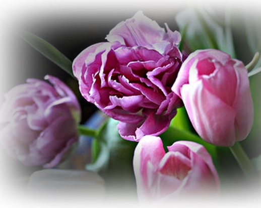 Jpg-Tulipany - 1220640011_fleurs-crop.jpg