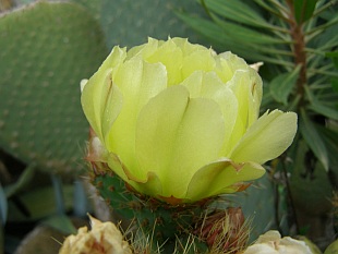 Kwitnące kaktusy - 4501-kaktusy-2.jpg