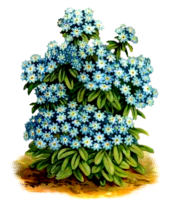 KWIATY 2 - flower_blucl_aircm.png